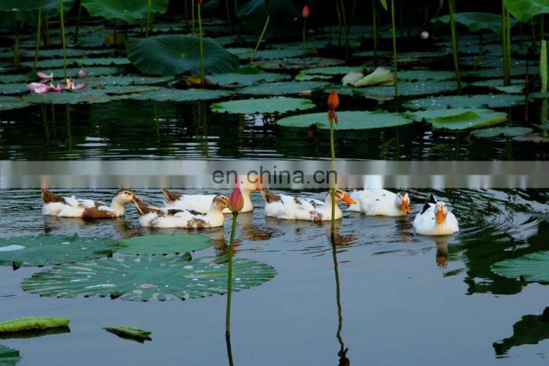 USA-2000 Grade A 80/20 white duck down big down cluster high filling power, cleaness, odorless, whole sales