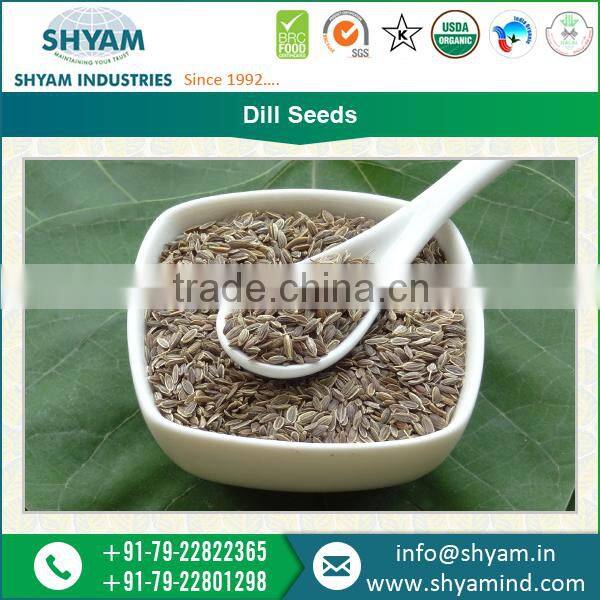 Purity Qualified Conventional Range of Dill Seeds at Affordable Available Rate