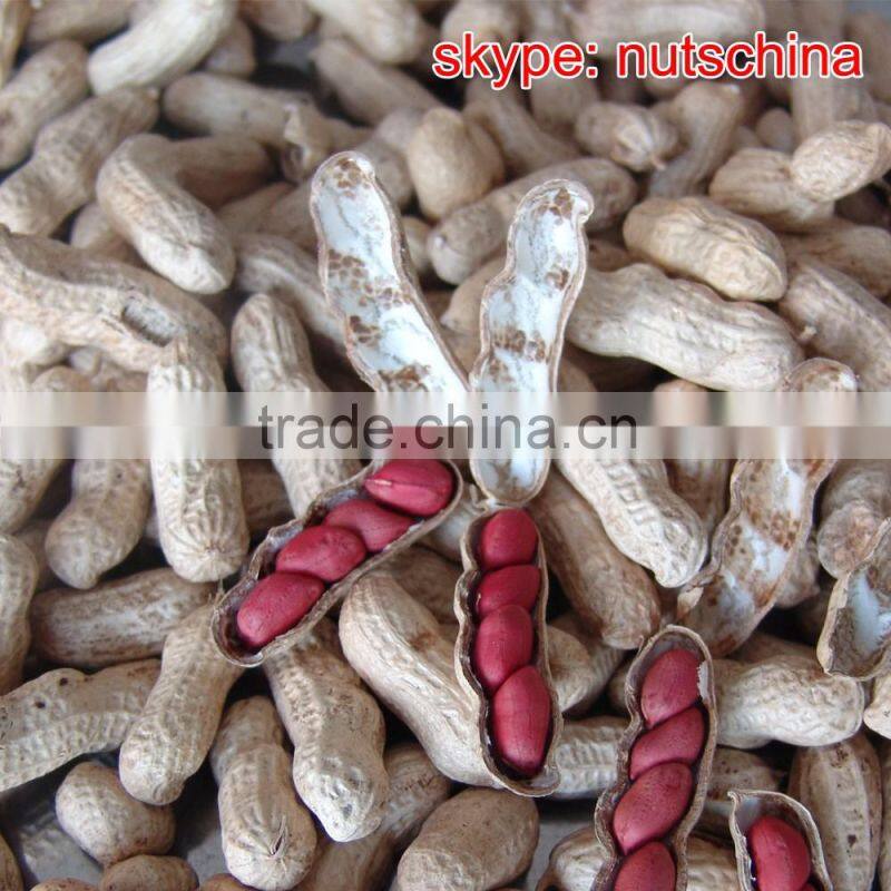 peanut kernels 21/23 24/26 24/28