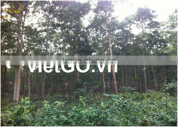 Acacia Wood 03
