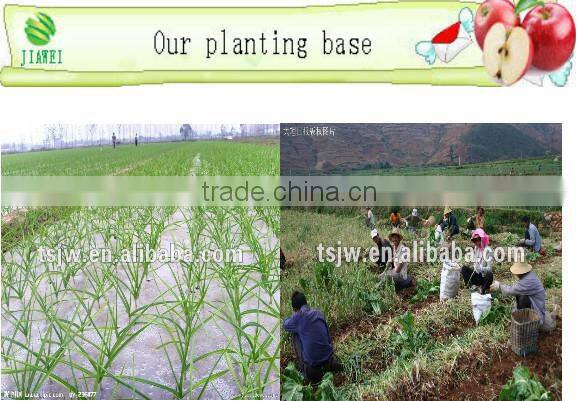 Garlic Type and Liliaceous Vegetabless Product Type natural garlic fresh garlic