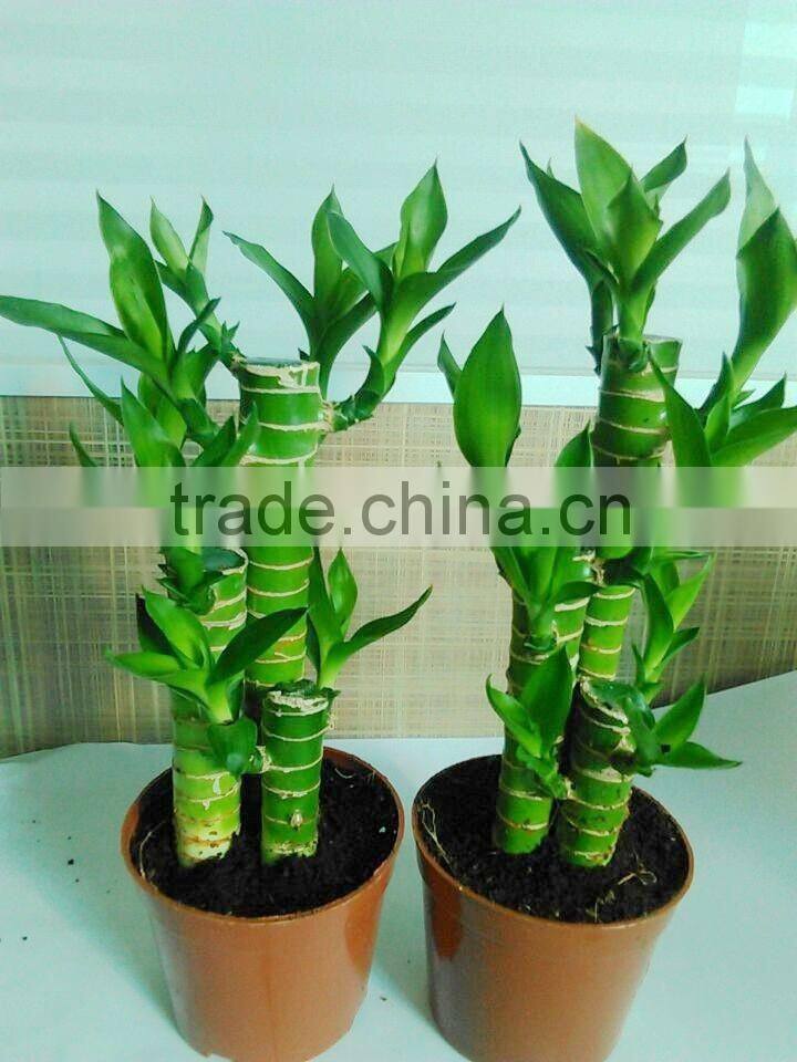 dracaena lotus lucky bamboo planted in 3pcs 10cm + 15cm + 20cm rooted in a 10cm pot with cocopeat substrate
