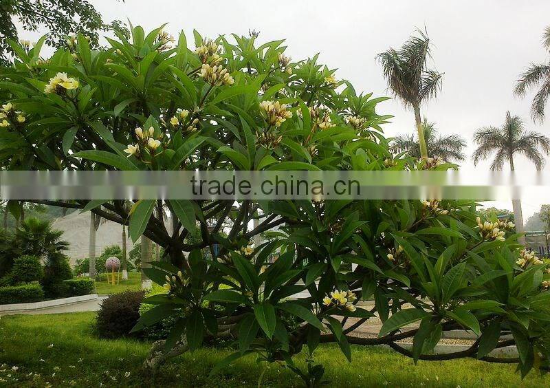 White Flower Plumeria rubra L. cv. Acutifolia