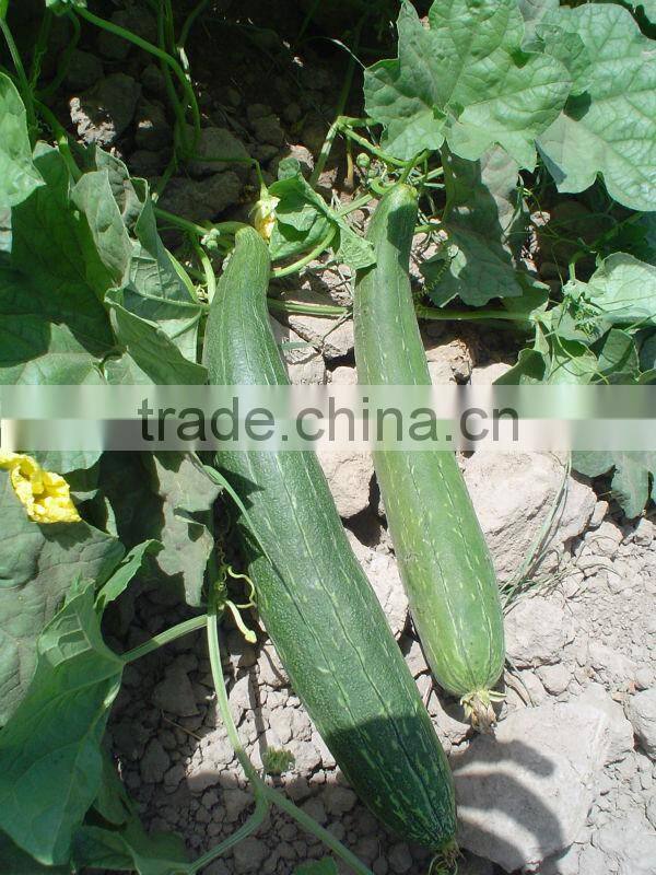 HAIRYALI F1 Hybrid Sponge Gourd Seeds