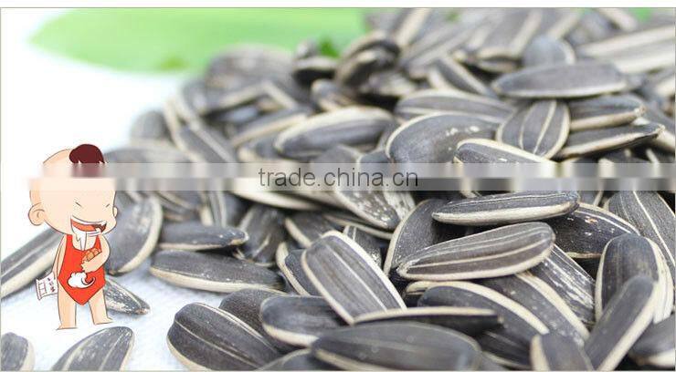 Bulk New Crop Striped Common American Sunflower Seeds