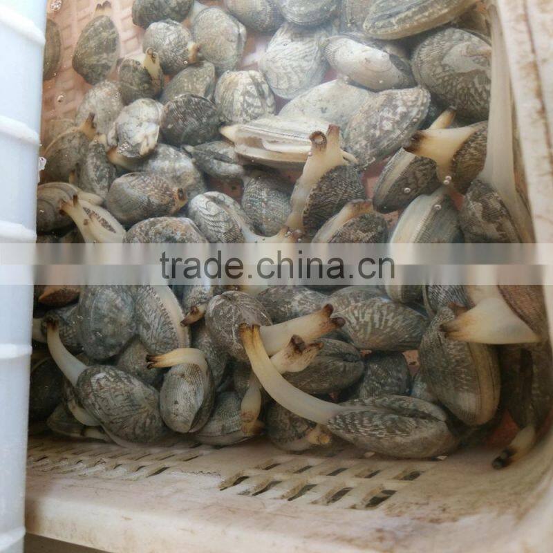 frozen boiled yellow short necked clam on time delivery