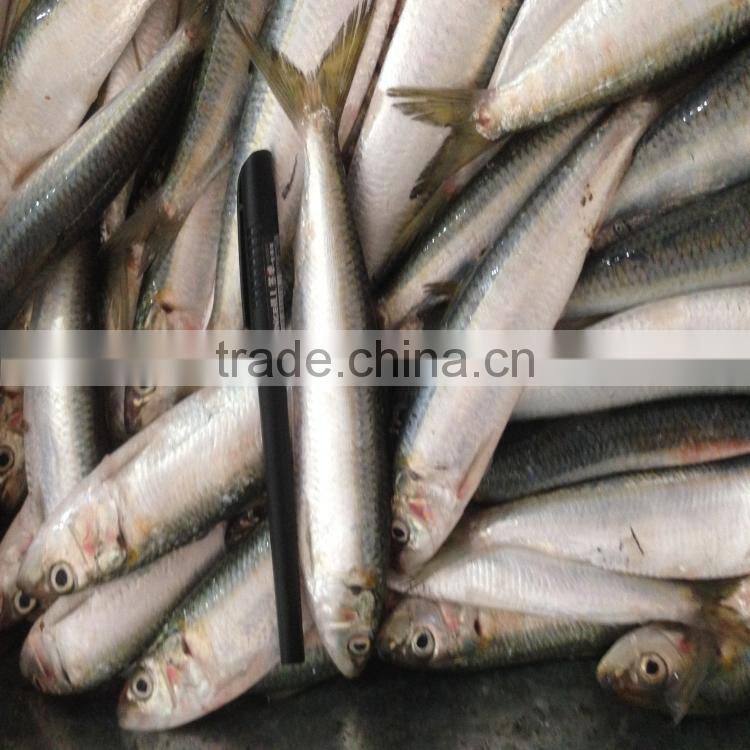 Freeze sardines good sardine sardine bait seafoo fish