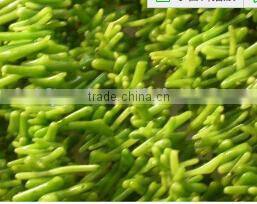3-9mm branch shape natural loose green coral bead