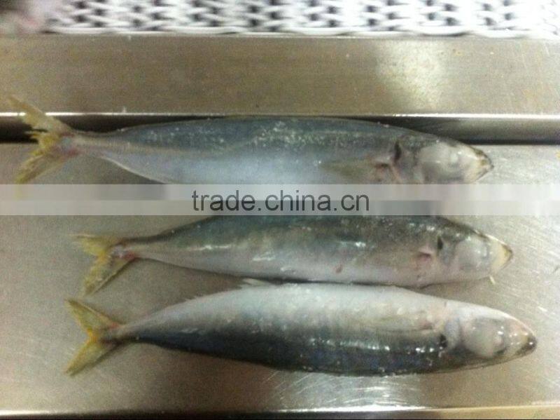 good quality frozen muroaji fish