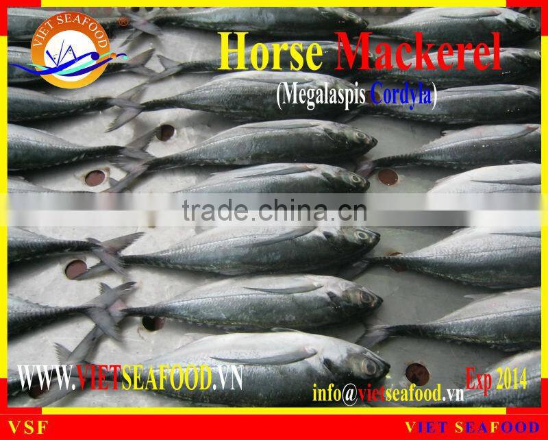 W/R FROZEN HORSE MACKEREL