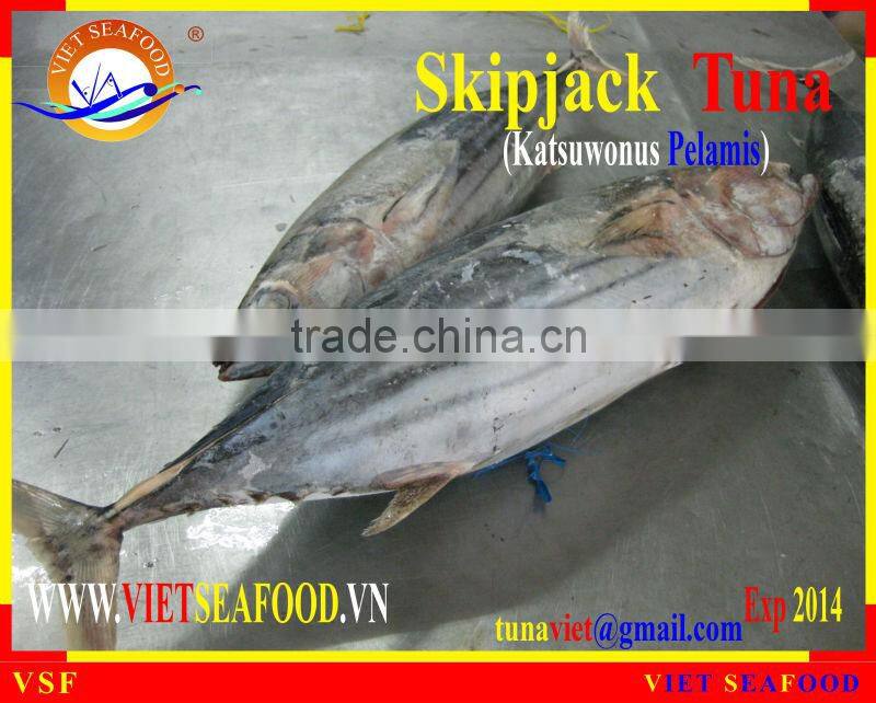 FROZEN SKIPJACK TUNA WHOLE ROUND