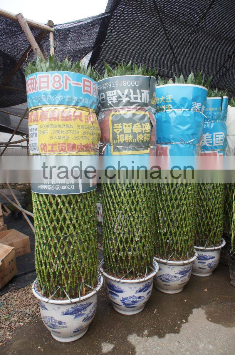 Lucky bamboo ( Dracaena Sanderiana) cage shape indoor plant 200-220cm