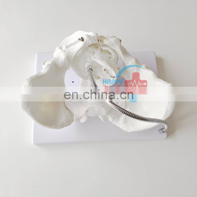 HC-S229 Female midwifery pelvis demonstration skeleton model