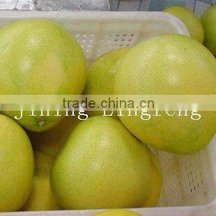2015 new crop of the pomelo