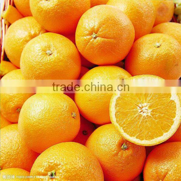 Navel Orange from china