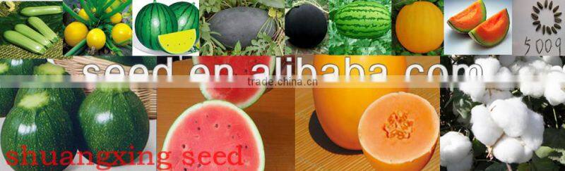 Star Shower green skin high yield seedless watermelon seeds