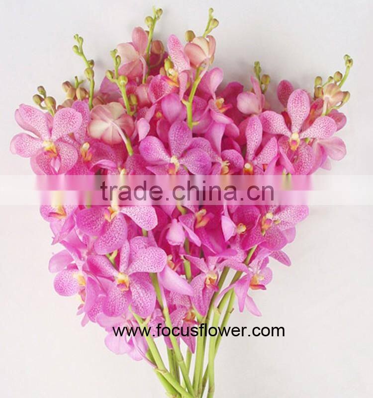 Thanksgiving Day Natural Black Orchid Flowers For Sale For Wedding