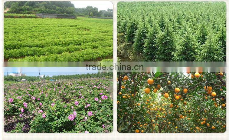 factory wholesale high quality eucalyptus citriodora oil