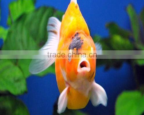 Koi pond filter media for aquarium