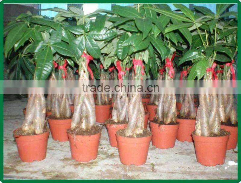5 braided 60cm pachira aquatica bonsai money tree plant indoor ornamental decorative potted plants nursery