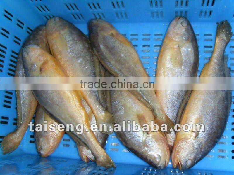 Big Size IQF Frozen Whole Round Yellow Croaker