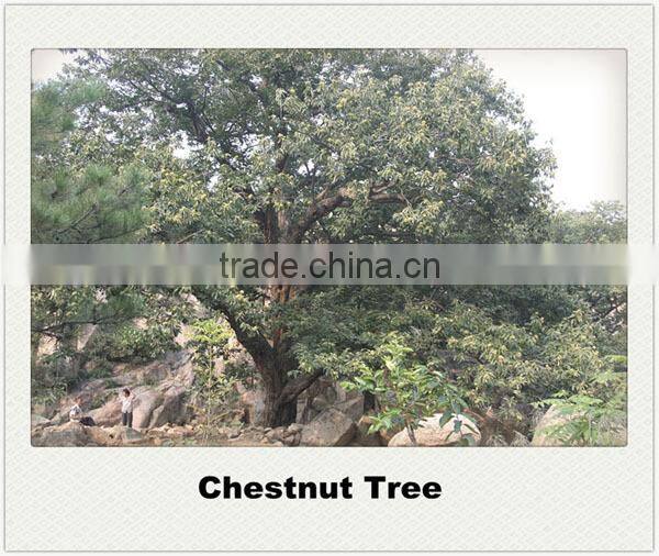 2015 New A-Grade Natural Sweet Frozen Chestnut Kernel with Top Quality