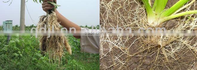 Seaweed extract organic liquid root bio fertilizer organic NPK fertilizer