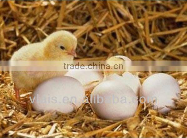 Vlais Mini egg incubators, fullly Automatic 48 Egg Incubator For Sale,chicken eggs incubator