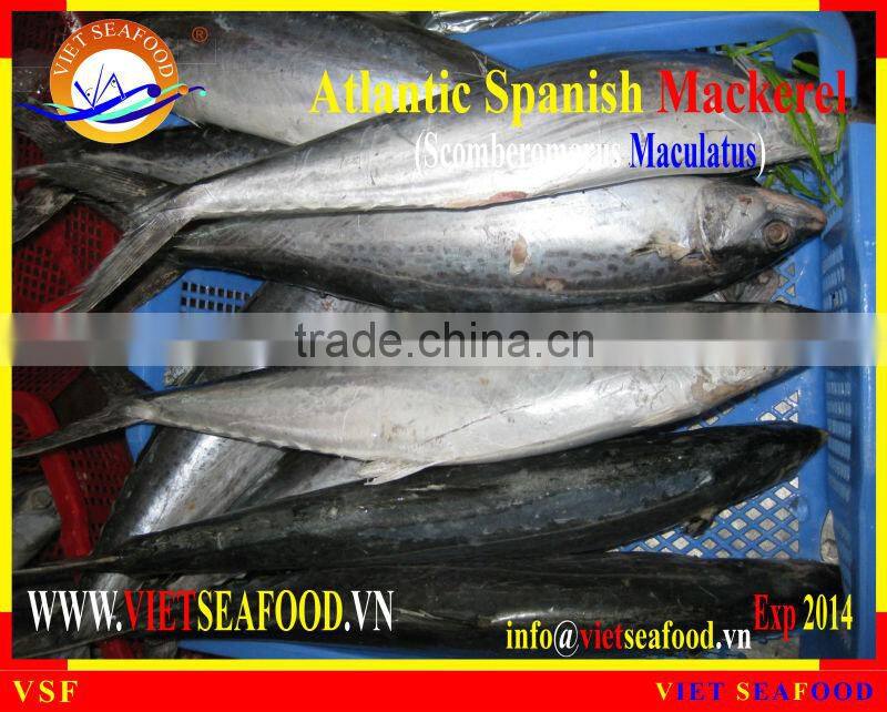 FROZEN ATLANTIC SPANISH MACKEREL WHOLE ROUND