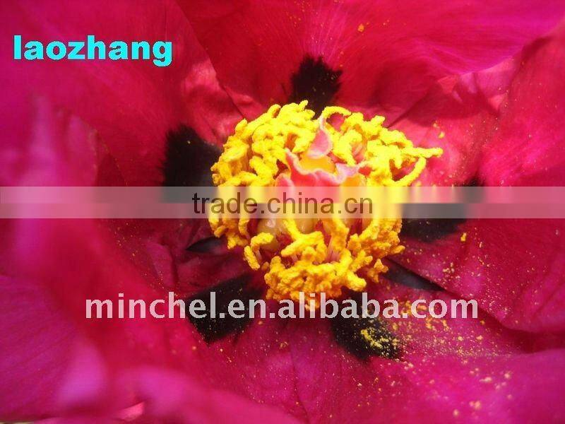 colorful and beautiful el flashing advertising products ( factory price, good quality, durable)