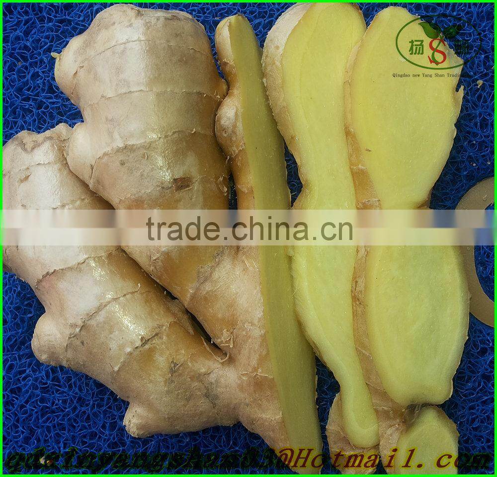 China shandong fresh ginger/Fresh Ginger