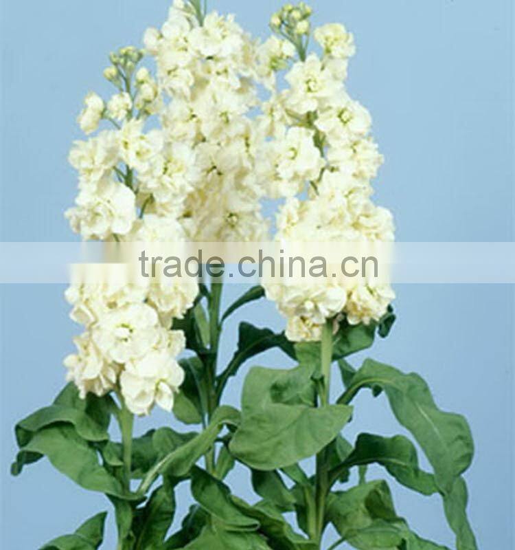 Fresh cut Best-Selling colorful violet flower