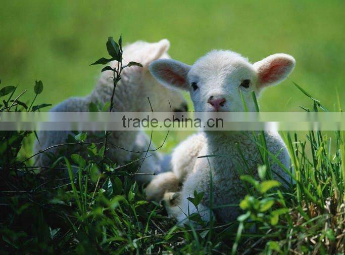 SUKARGain Feed probiotics for sheep / cow / goat