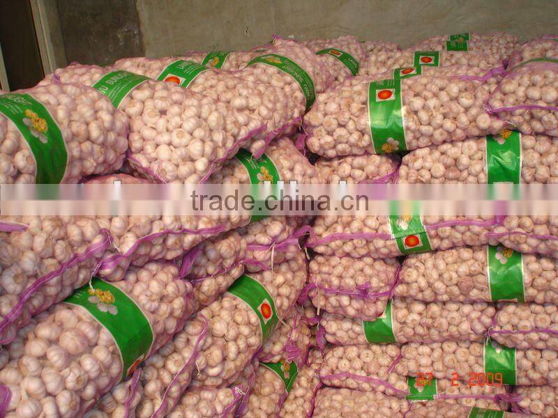 chinese jingxiang garlic