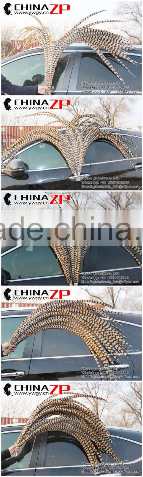 No.1 Supplier ZPDECOR Best Selling Cheap Large Natural 140-150cm Length Super Large Reeves Venery Pheasant Tail Feathers