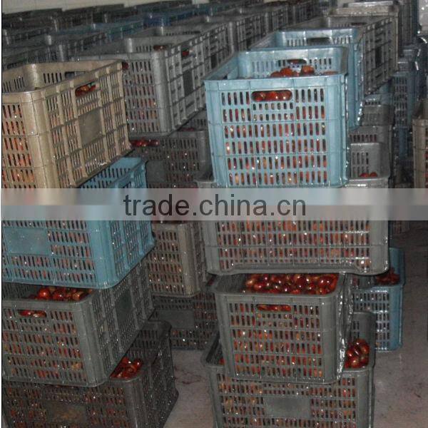 dandong city chestnuts jinhua species