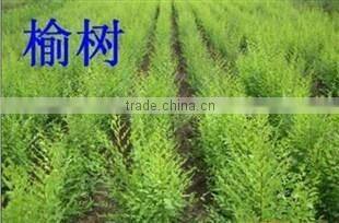 Ulmus pumila L. seedling