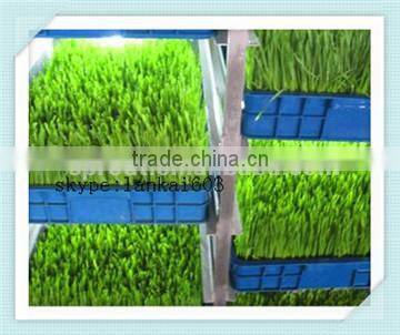 factory price Wheat or Oat Sprout Machine/Wheat or Oat Sprout equipment/bean sprout machine