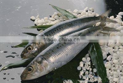 W/R frozen sardine 80-120g for canning or market