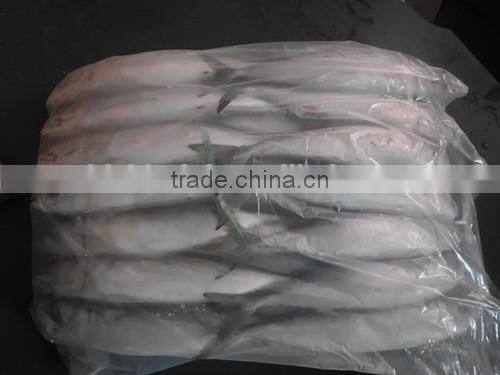 2016 Frozen Seafish Pacific Mackerel From China