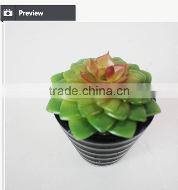 Tropical mini succulent plants bonsai for sale artificial succulents