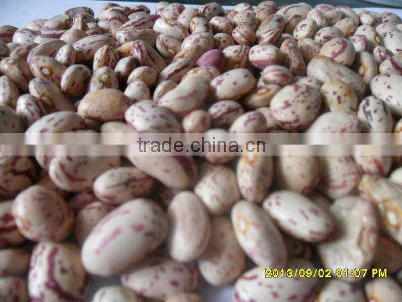 2014 Light Speckled Kidney Beans, round shape, Xinjiaing origin