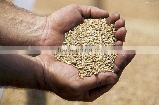 Wheat CCD color sorter machine, wheat cleaning machine, flour factory