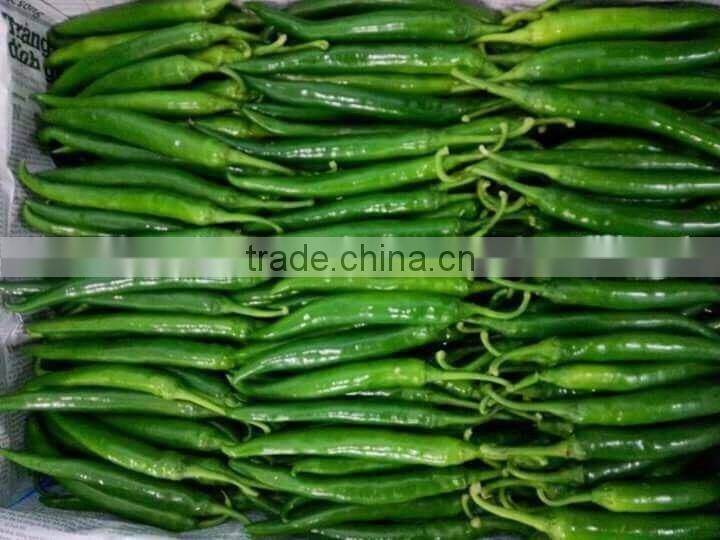 DALAT FRESH RED CHIILI