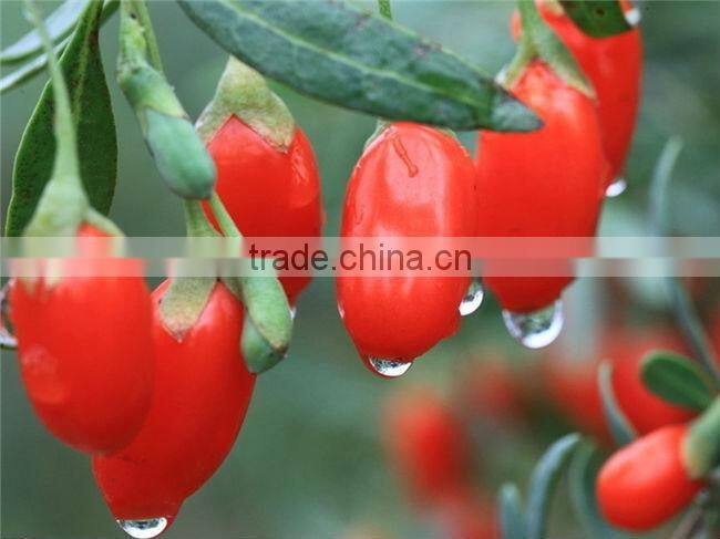 Nutrious Ningxia Wolfberry on Sale