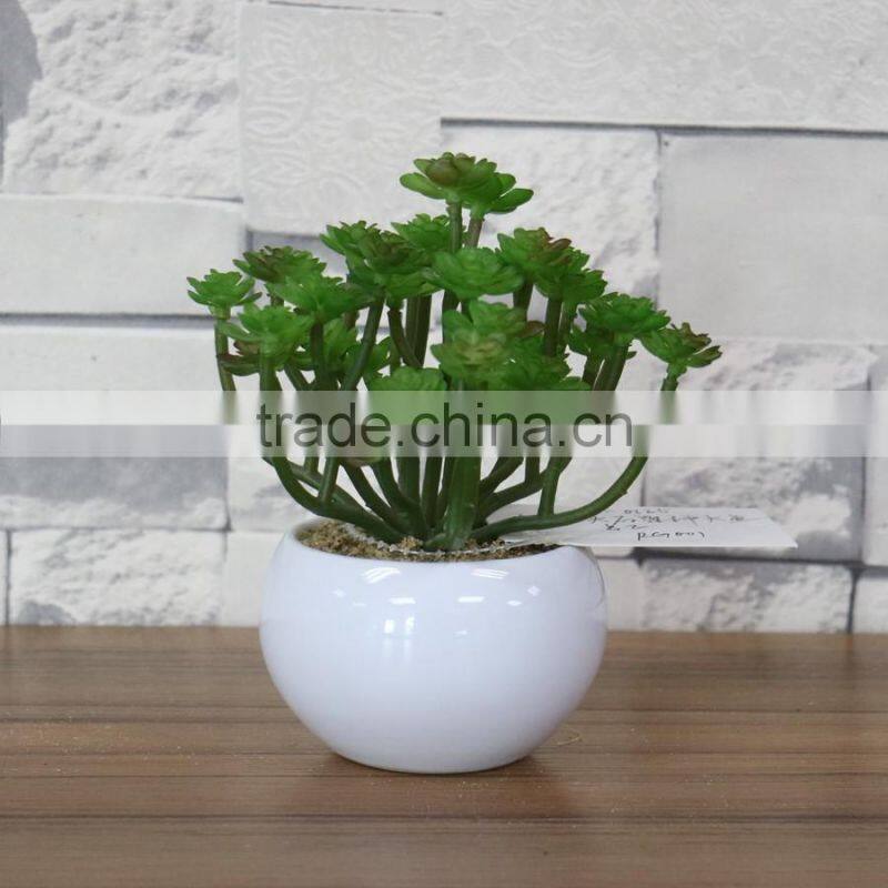 White potted mini succulent plants bonsai