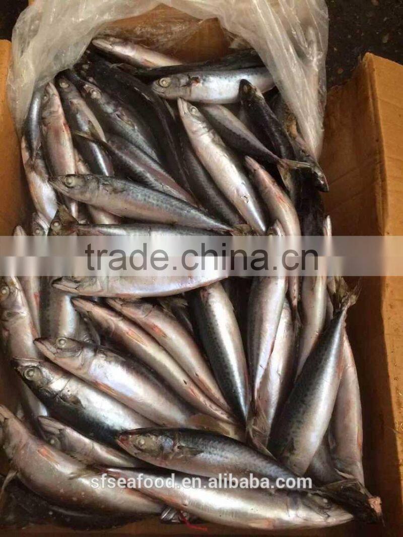 Quality frozen mackerel