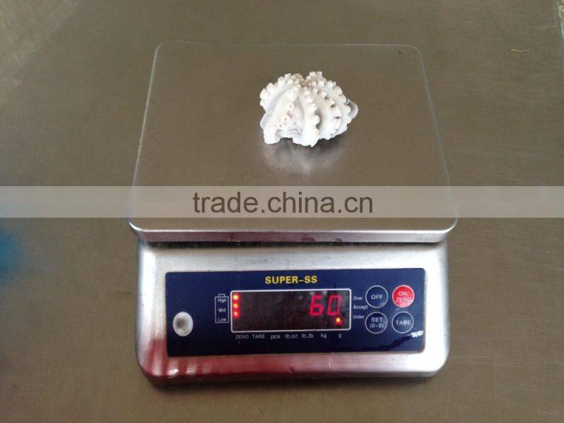 frozen baby otopus IQF Gutted