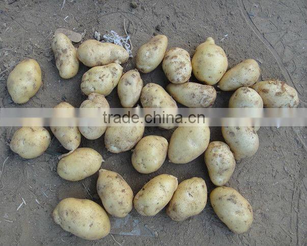 Sell 2013 Fresh holland potato