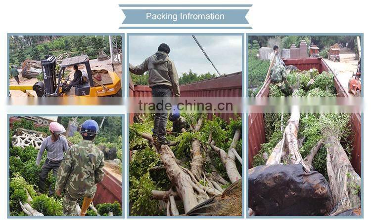 unique large bonsai tree for sale